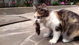 Cat Hunting Behaviours2.jpg