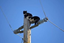 cat pole.jpg cat pole.jpg