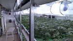 Nixon_Grow_Room725.jpg