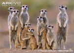 Meerkat-family-group.jpg